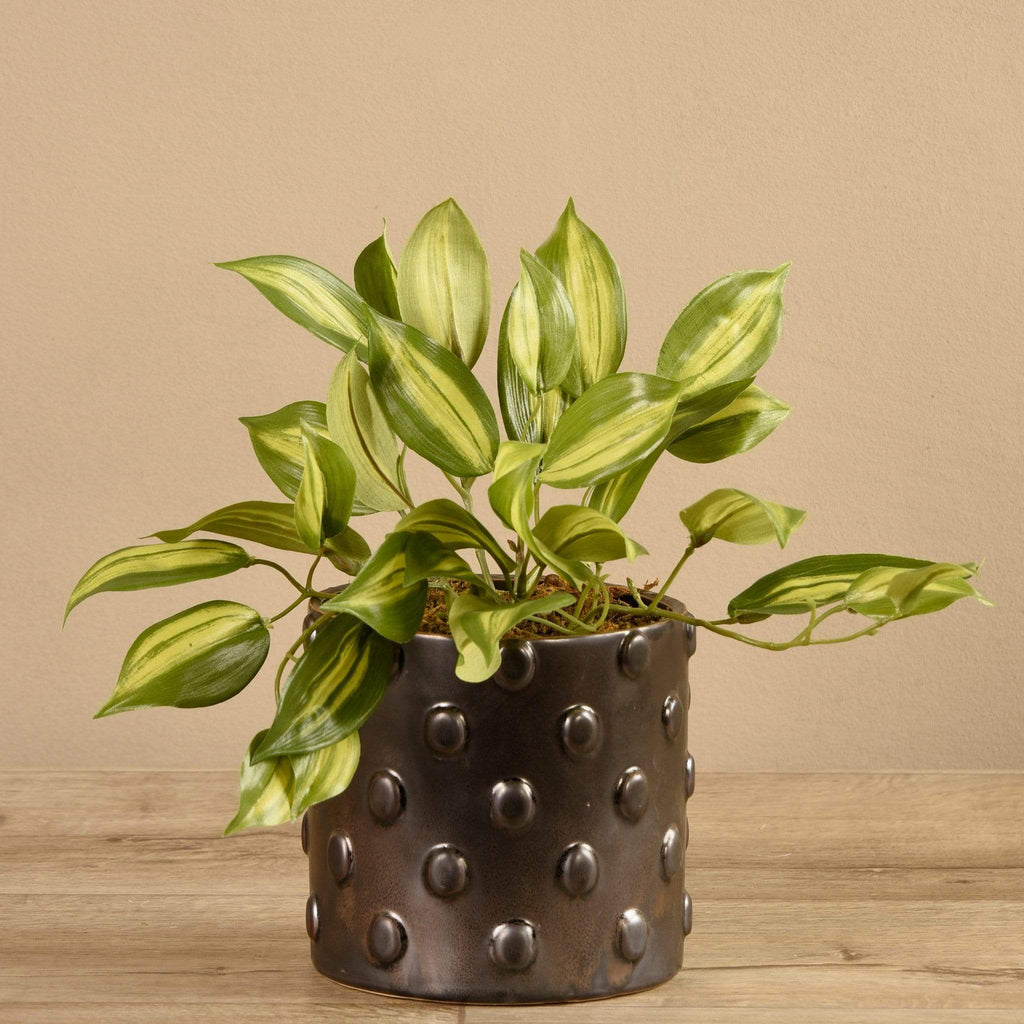 Potted Vanilla Leaf - Bloomr