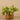 Plants-Artificial Potted Vanilla Leaf Plant-Bloomr