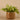 Plants-Artificial Potted Vanilla Leaf Plant-Bloomr