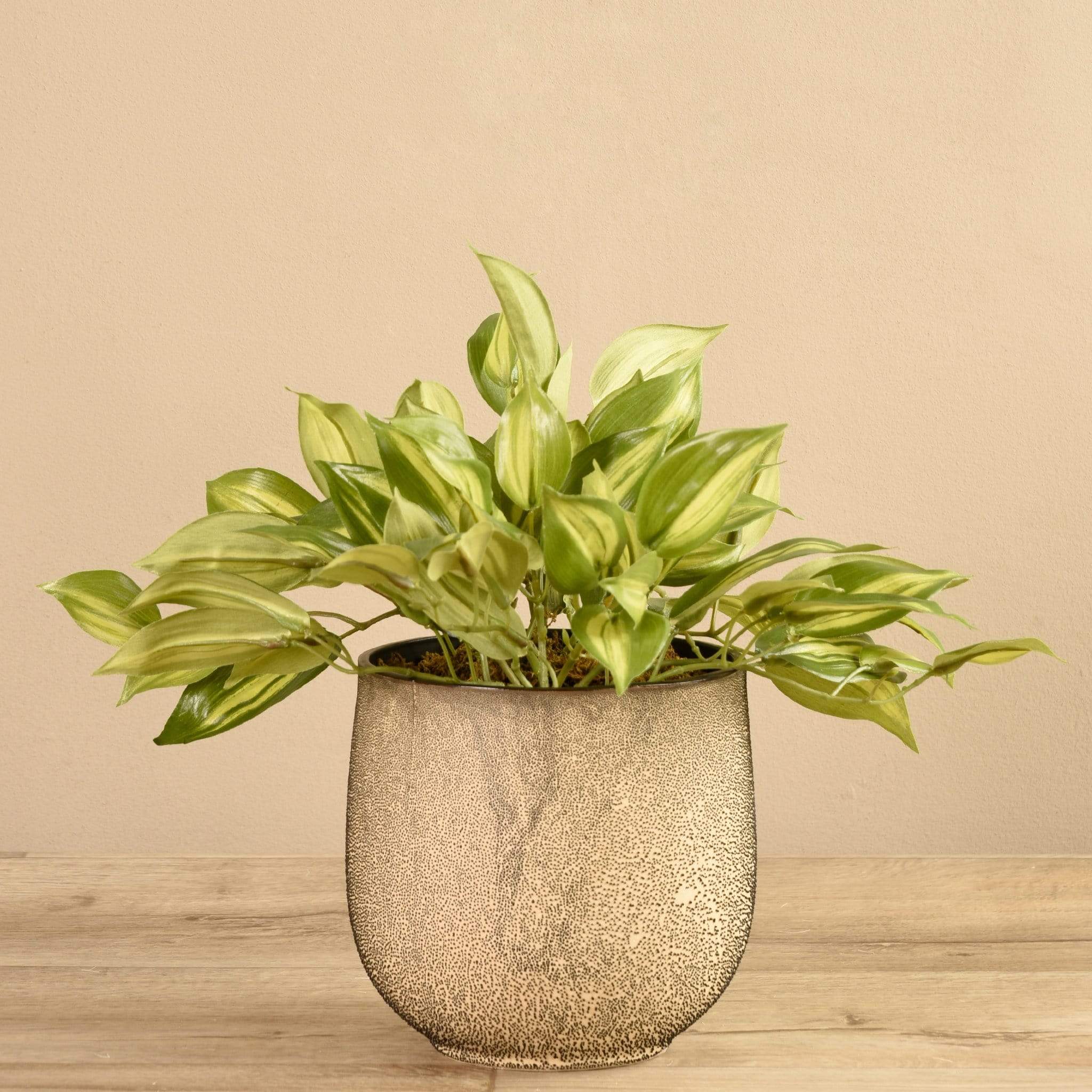 Potted Vanilla Leaf - Bloomr