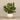 Plants-Artificial Potted Watercress-Bloomr