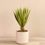 Small Agave in Concrete Pot - Bloomr