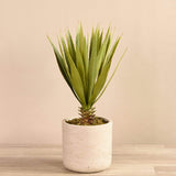Small Agave in Concrete Pot - Bloomr