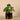 Plants-Artificial Pancake Plant in Black Pot-Bloomr