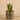 Plants-Potted Aloe (Discontinued)-Bloomr