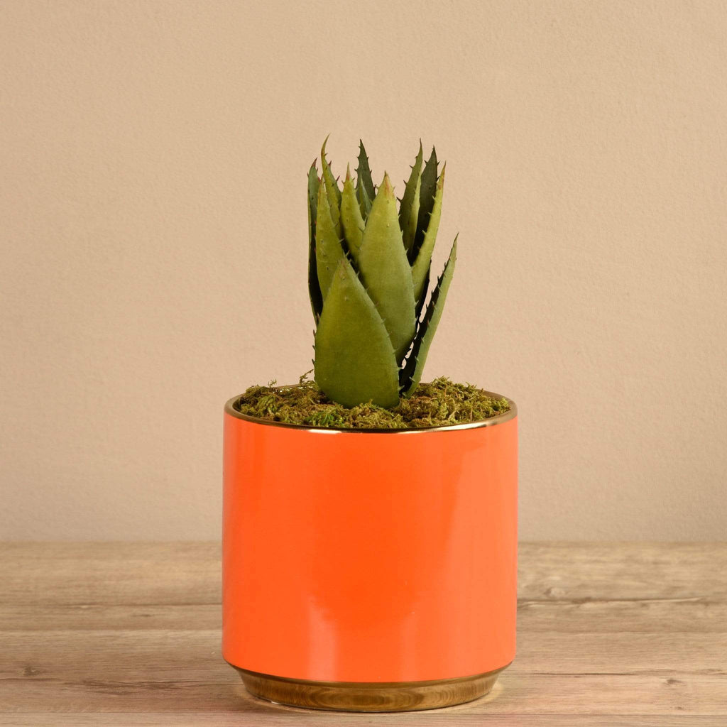 Potted Aloe - Bloomr