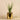 Plants-Potted Aloe-Bloomr