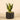 Plants-Potted Aloe-Bloomr