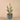 Plants-Potted Cactus-Bloomr