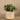 Plants-Artificial Potted Eucalyptus-Bloomr