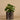 Plants-Artificial Potted Pancake Plant-Bloomr