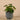 Plants-Potted Pancake Plant-Bloomr