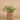 Plants-Potted Silver Fall (Discontinued)-Bloomr