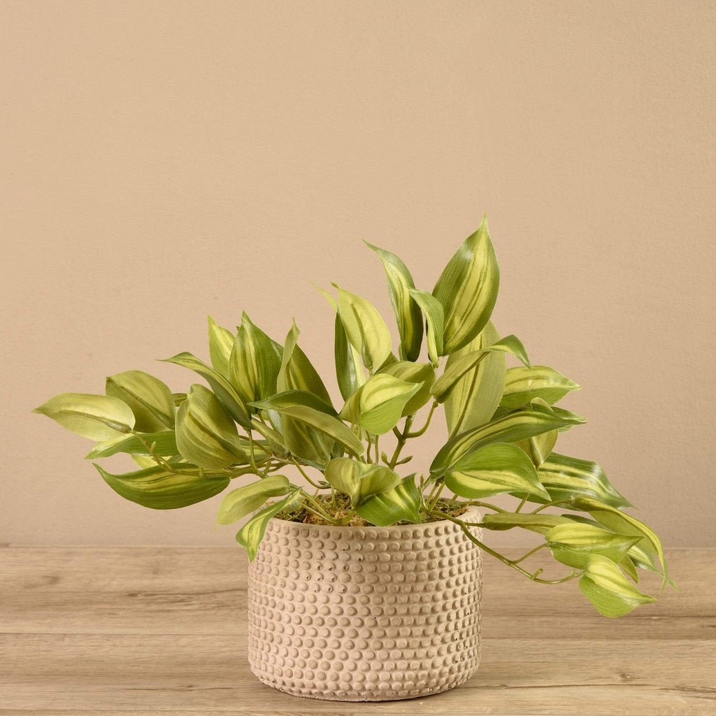Potted Vanilla Leaf - Bloomr