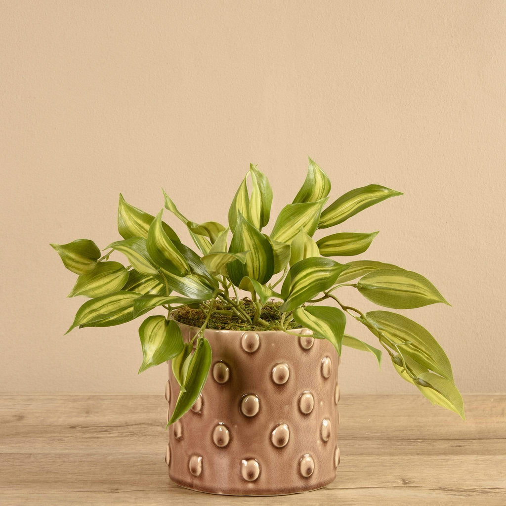 Potted Vanilla Leaf - Bloomr