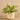 Plants-Artificial Potted Vanilla Leaf Plant-Bloomr