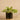 Plants-Artificial Potted Vanilla Leaf-Bloomr