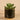 Plants-Artificial Succulent in Black Pot-Bloomr