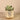 Plants-Succulent in White/Gold Pot-Bloomr