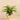 Plants-Artificial Fern in Gold Vase-Bloomr