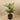 Trees-Artificial Areca Palm <br> 150cm-Bloomr