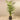 Trees-Artificial Areca Palm 210cm-Bloomr