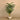 Trees-Artificial Areca Palm 165cm-Bloomr