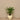 Trees-Artificial Calathea Tree 60cm-Bloomr
