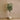 Trees-Artificial Camellia Tree 180cm-Bloomr