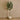 Trees-Artificial Camellia Tree 210cm-Bloomr