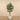 Trees-Artificial Draecena Reflexa <br> 180cm-Bloomr