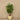 Trees-Artificial Dragonnier Surculosa <br> 150cm-Bloomr