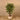 Trees-Artificial Ficus Retusa Tree 150cm-Bloomr