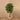 Trees-Artificial Ficus Benjamin Tree 210cm-Bloomr