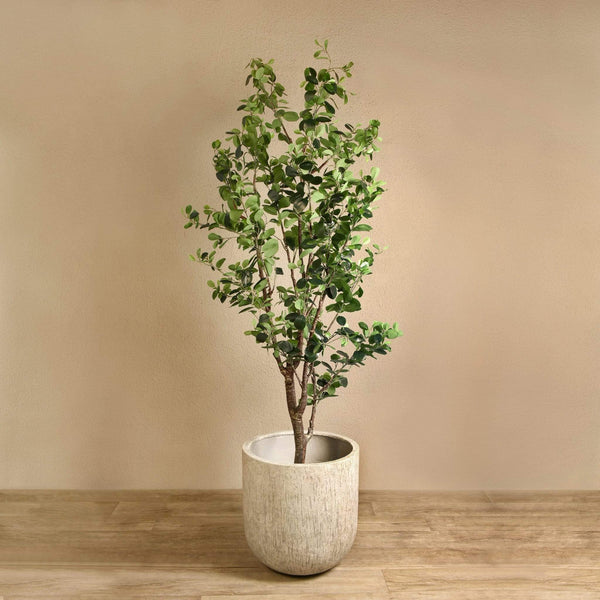 Ficus Tree - Bloomr