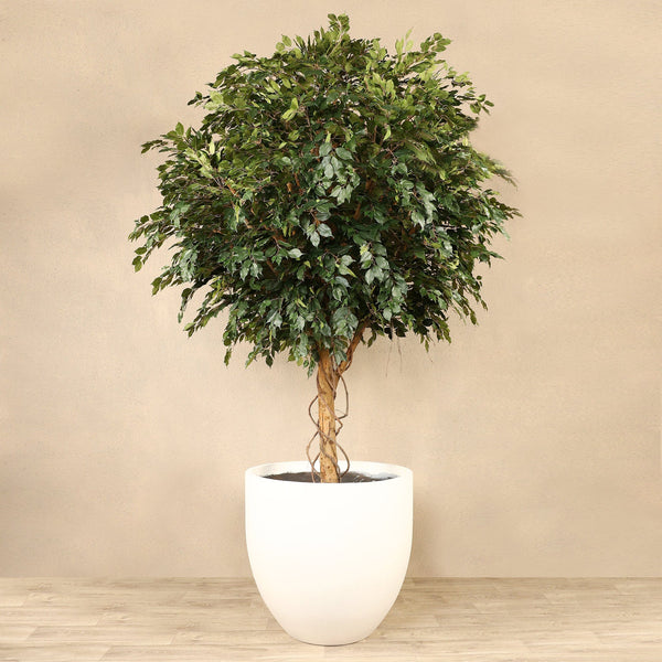Artificial Ficus Tree <br> 320cm - Bloomr