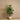 Trees-Artificial Fiddle Tree 150cm-Bloomr