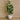 Trees-Artificial Fiddle Tree 210cm-Bloomr