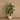 Trees-Artificial Fiddle Tree 150cm-Bloomr