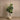 Trees-Artificial Fiddle Tree <br> 180cm-Bloomr