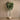 Trees-Artificial Fiddle Tree 210cm-Bloomr