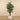 Trees-Artificial Longifolia Tree <br> 180cm-Bloomr