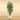 Trees-Artificial Longifolia Tree 210cm-Bloomr