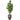 Trees-Artificial Money Tree <br> 210cm (Discontinued)-Bloomr