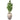 Trees-Artificial Money Tree <br> 210cm (Discontinued)-Bloomr