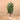 Trees-Artificial Rubber Tree <br> 150cm-Bloomr