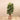 Trees-Artificial Rubber Tree <br> 150cm-Bloomr