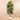 Trees-Artificial Rubber Tree <br> 180cm-Bloomr