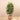 Trees-Artificial Rubber Tree <br> 150cm-Bloomr