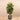 Trees-Artificial Rubber Tree <br> 150cm-Bloomr